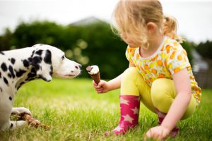 Little girl holding an ice-cream offers it to a dalmatian puppy. Close up side view and low down as they sit face to face in the garden.
