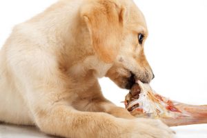 Labrador retriever puppy