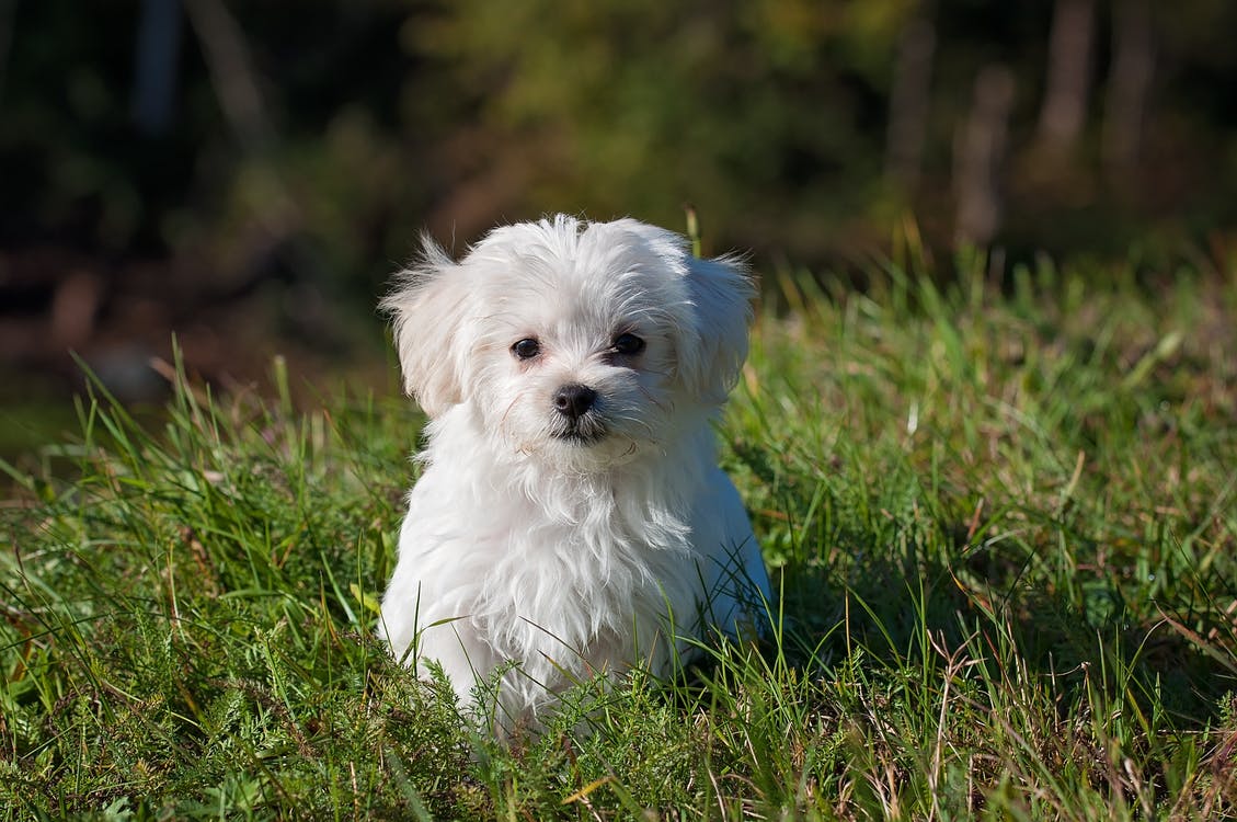 En vit hund