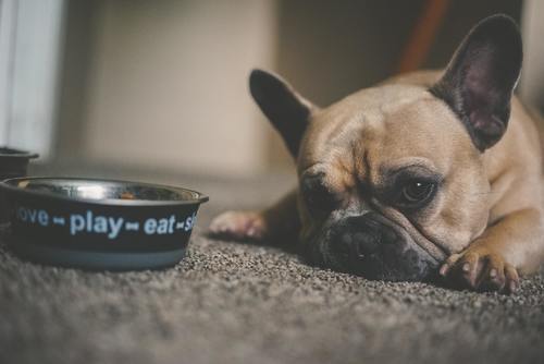 Bästa och godaste hundmaten!